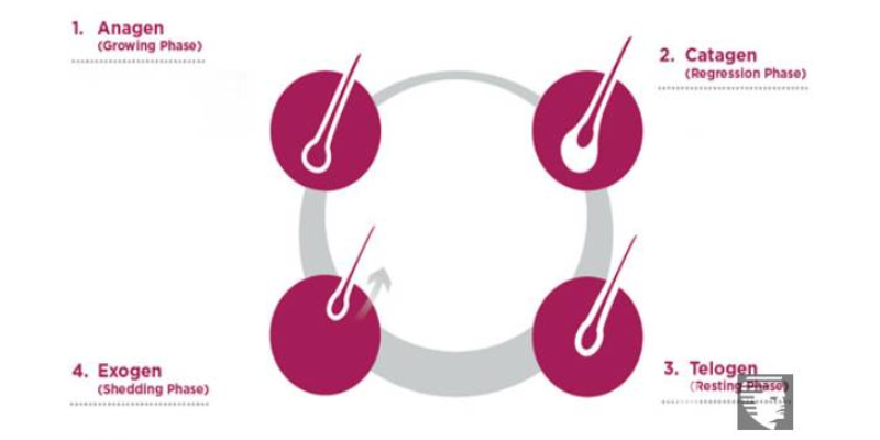 Unraveling the Phases of Hair Growth and Disruption of Hair Growth Cycle
