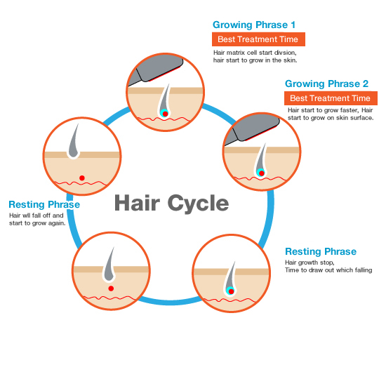 Do you know that Hair growth is not a continuous process but it has three phases ?