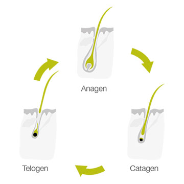 The Stages In The Life Cycle Of A Hair