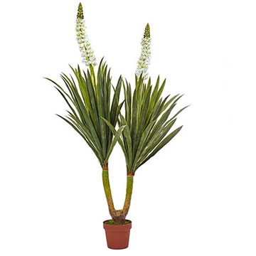 This Native American Remedy Can Help Prevent Hair Loss- Yucca Plant