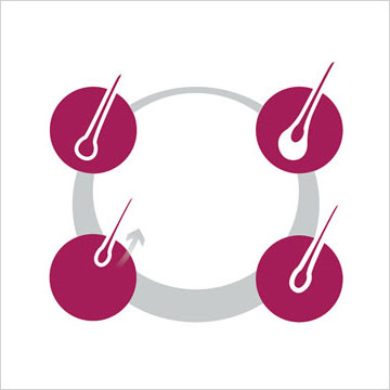 Unraveling the Phases of Hair Growth and Disruption of Hair Growth Cycle