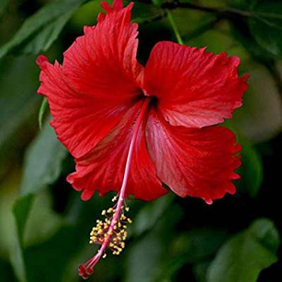 Ways in Which Hibiscus Flower Can Help Your Hair