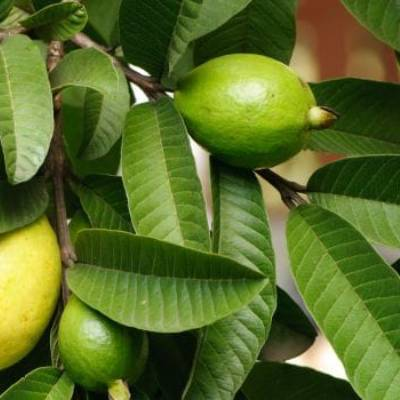 Use Guava Leaves to Keep Hair Loss at Bay